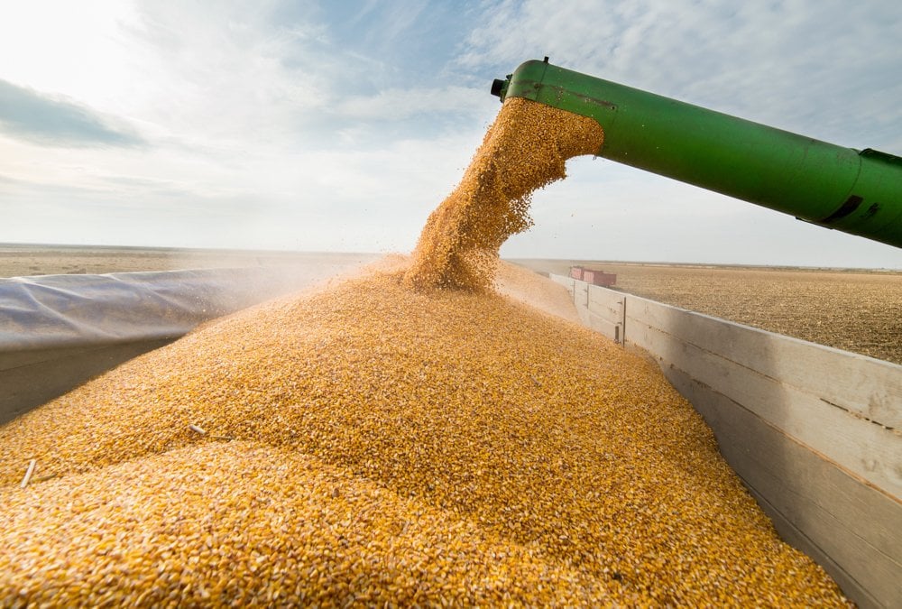 Commercial corn harvesting for agricultural commodity supply
